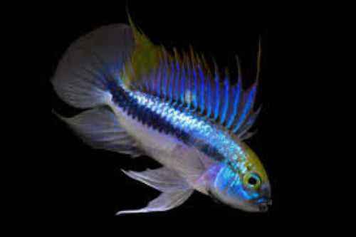 Apistogramma Trifasciata 1 m and 1 F pair