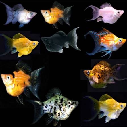 Assorted Balloon Molly (Poecilia sp.)