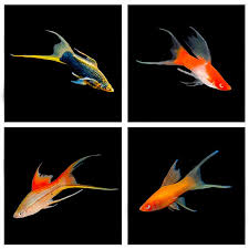 Assorted Lyretail Sword Tail