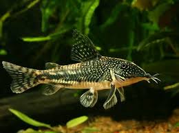 Barbatus (Banded) Corydoras