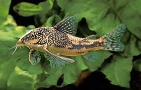 Barbatus (Banded) Corydoras