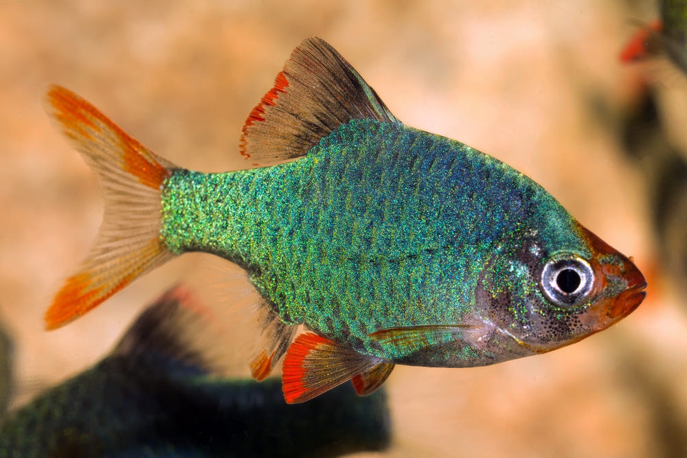 Jade Tiger Barbs