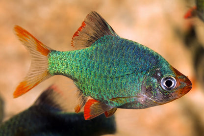 Jade Tiger Barbs