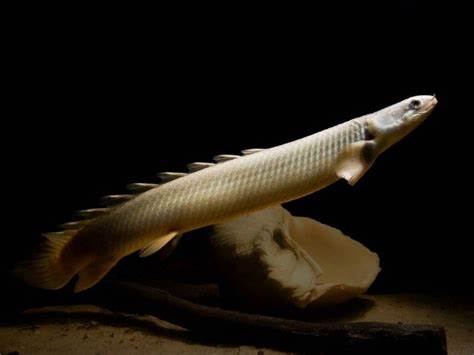 Cuvier's/Senegal Bichir
