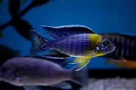 Malawi Aulonocara Bicolour Peacock Cichlid – African Cichlid