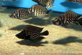 Altolamprologus Black Calvus