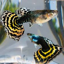 Black Mosaic Guppy- Pairs