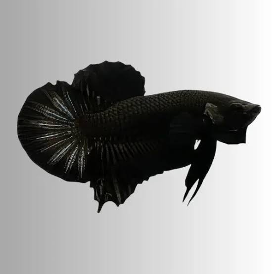 Black Plakat Betta - Male (Betta splendens)