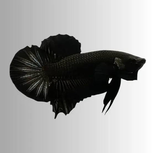 Black Plakat Betta - Male (Betta splendens)