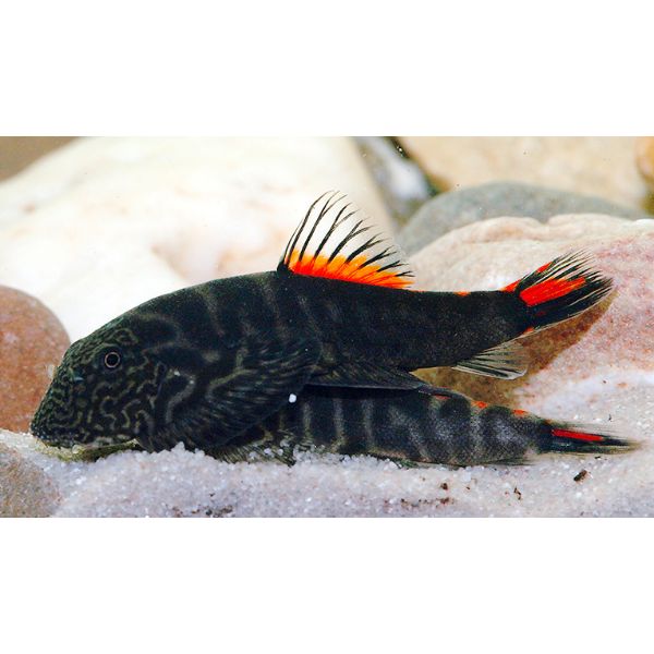 Redtail Myers Hillstream loach