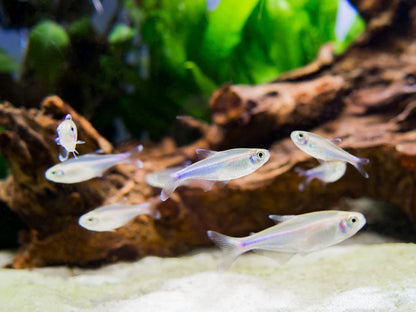 Cochu's Blue Tetra AKA Blue King Tetra (Boehlkea fredcochui),