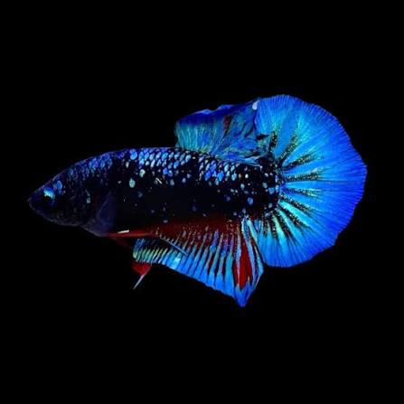 Blue Avatar Plakat Betta (Betta splendens)