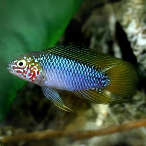 Apistogramma Borellii Opal (Apistogramma borellii “Opal”)