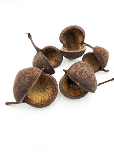 Buddha Pods