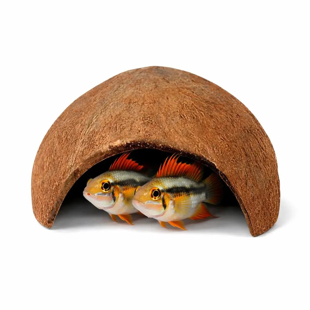 Coconut Shell Breeding Cave – Single Side Entrance