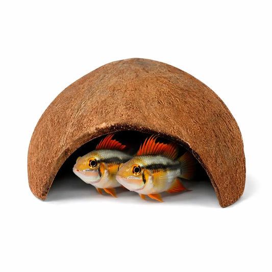 Coconut Shell Breeding Cave – Single Side Entrance