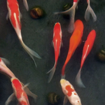 Pond Gold Fish 15-25CM