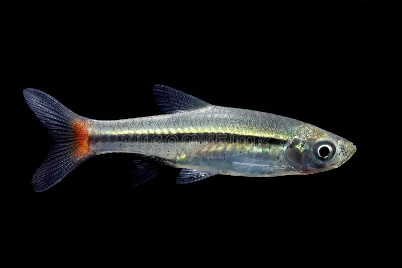 Red Finned Rasbora – Top Fin Aquatics