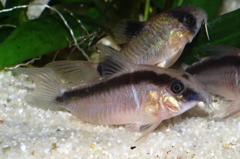 Skunk Cory (Corydoras Arcuatus)
