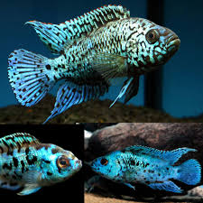 Electric Blue Jack Dempsey Cichlid (Rocio octofasciata "Electric Blue")