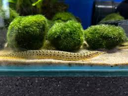 Yellow Fin Spiny Eel
