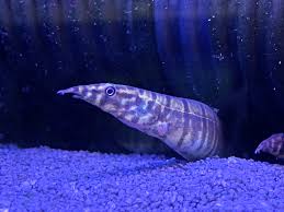 Zebra Spiny Eel