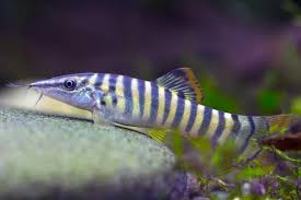 Green Tiger Botia Loach