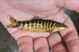 Golden Zebra Loach