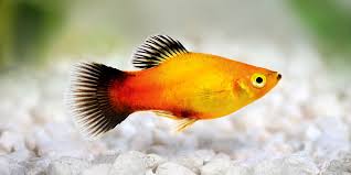 Sunburst Wag Platy
