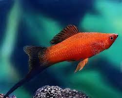 Red Wag Sword Tail