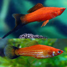 Red Wag Sword Tail