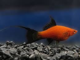 Lyretail Red Wag Sword Tail