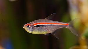 Amapá Tetra (Hyphessobrycon amapaensis)