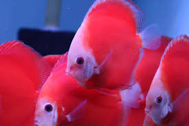 Red Fuji Discus - 6cm