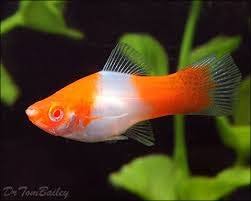Red Eye Koi Swordtails