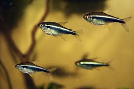 black neon Tetra