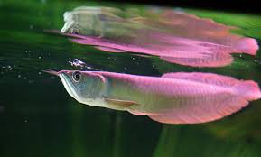 Sliver Arowana