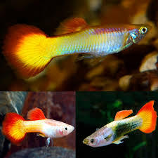 Sunset  Guppy - Male