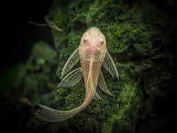 Long Fin Albino Bristlenose Pleco