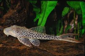 L116 Red Fin Thresher Pleco (Squaliforma emarginata)