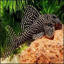 L260 Queen Arabesque Pleco