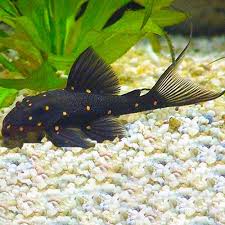LDA031 Mustard Spot Pleco - 13CM