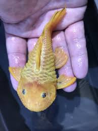 24K Chubby Pleco Parancistrus aurantiacus