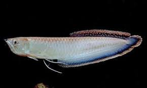 Black Arowana