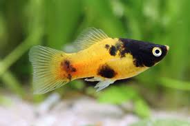 Gold Dusk Platy