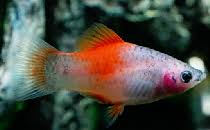 Peppermint Platy