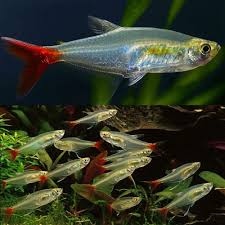 Glass Blood Fin Tetra