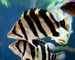 Borneo Tiger Fish (Datnioides microlepis) 5 - 6 cm