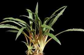 Cryptocoryne Albida Costata Tissue Culture