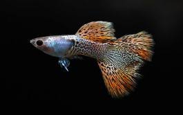 Red Metal Coral Lace Guppy Trios